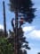 LOCAL TREE CARE logo