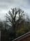 WDJ tree,landscapes logo