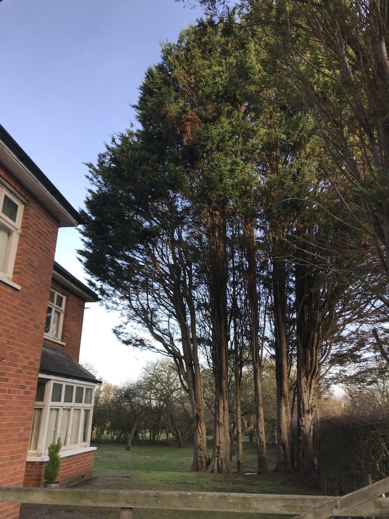 acorn tree and landscaping