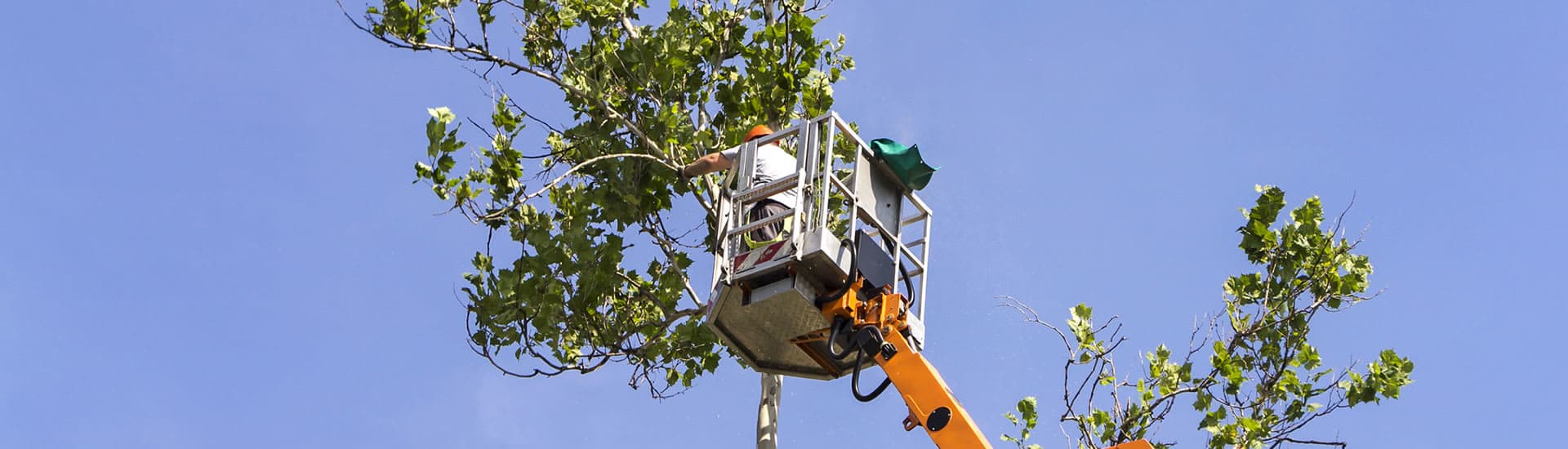 Jakes tree and garden services in Truro Reviews Quotatis