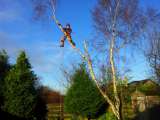 CRAWFORD GARDENS AND TREE SURGERY logo