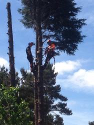 LOCAL TREE CARE logo