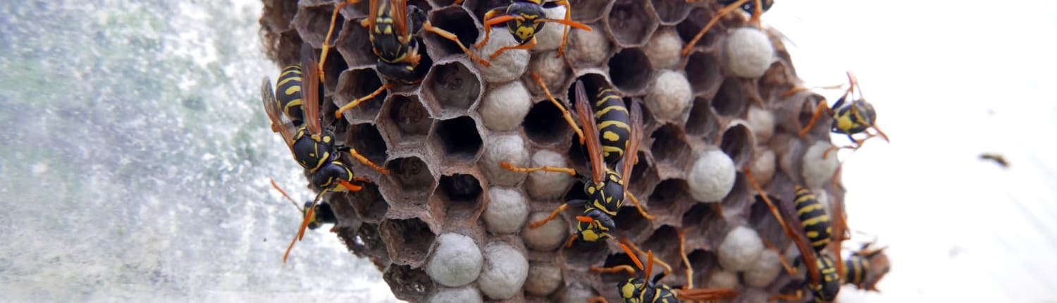 Request Wasp Nest Removal quote