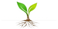 Daniel Schofield Gardening Services logo
