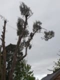 Ts trees logo