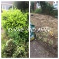 Springfield’s tree care and garden services logo