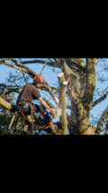 WH and sons tree and garden services logo