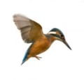 Kingfisher roofing logo
