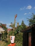 Master Arbour Tree services logo