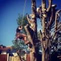 Bence Arboriculturist logo