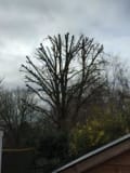 WDJ tree,landscapes logo