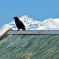 Raven Roofing Services logo