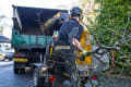 Northern Tree Services logo
