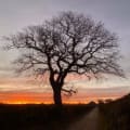 Wessex Tree Surgeons logo