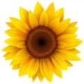 Sundial Solar Solutions logo