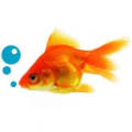 Springs Aquatic logo