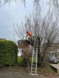 Capital Landscapes & Tree Services logo