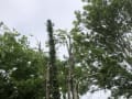 Willow Landscapes & Tree Services logo