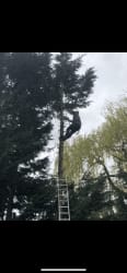 Harveys tree service logo