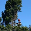 Nationwide tree services logo