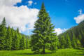 Greenpine Property Services logo