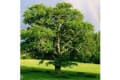 Woodies Tree Services logo