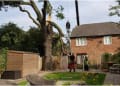 Yorkshire Tree Surgeons logo