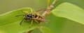 Anston Pest Control logo