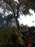 A G Landscapes and Tree Surgery Services logo