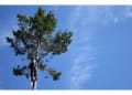 Albany Tree Care logo
