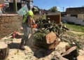 Hywel Jones Tree Services logo