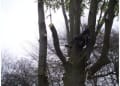 Liverpool Tree Care Services logo