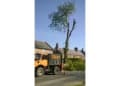 Castle Tree Surgeons logo