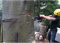 Three Pears Tree Care logo