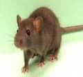 Wtc Pest Control logo