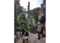Merseybranch Tree Surgeon Wirral logo
