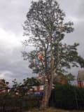 M Potts Tree Services logo