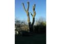 Arborwood Tree Care logo