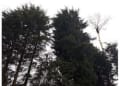 D. Rimmer Tree Services logo