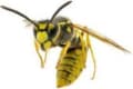 Gavlars Pest Control logo