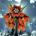 Crown Imperial Garden Services logo