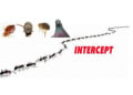 Intercept Pest Control logo