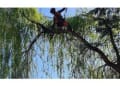 Local Tree Care & Landscaping logo