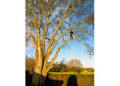 Newcastle Tree Services logo