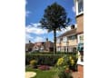 Thompson Tree Northants. logo