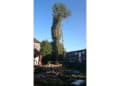 Alderwood Tree Care logo