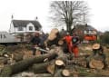 Squirrel Tree Services logo