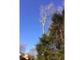 Rapid Tree Care logo