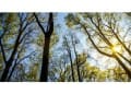 West Yorkshire Tree Services logo