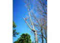 The Tree Fellas Hull logo